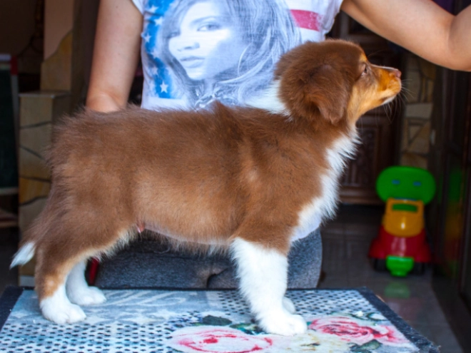 Australian Shepherd Welpe kaufen