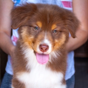 Australian Shepherd puppy for sale