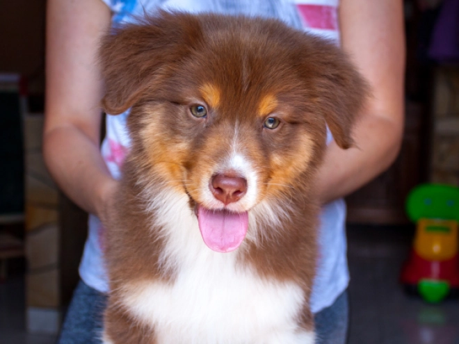 Australian Shepherd Welpe kaufen