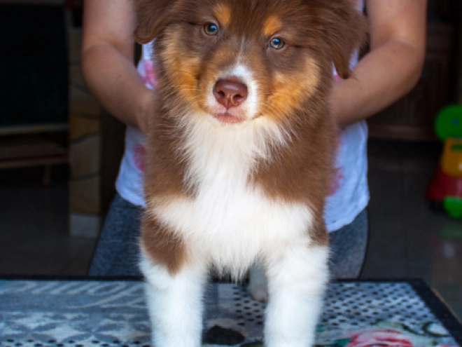 Australian Shepherd Welpe kaufen