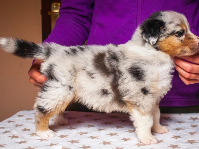 Australian Shepherd Welpe kaufen