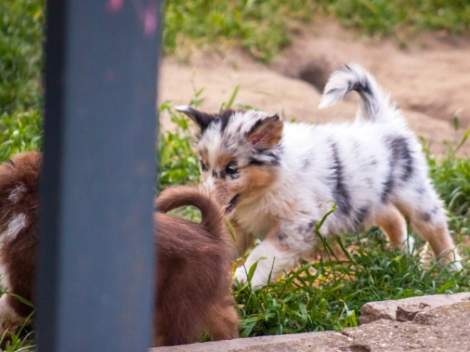 Australian Shepherd Welpe kaufen