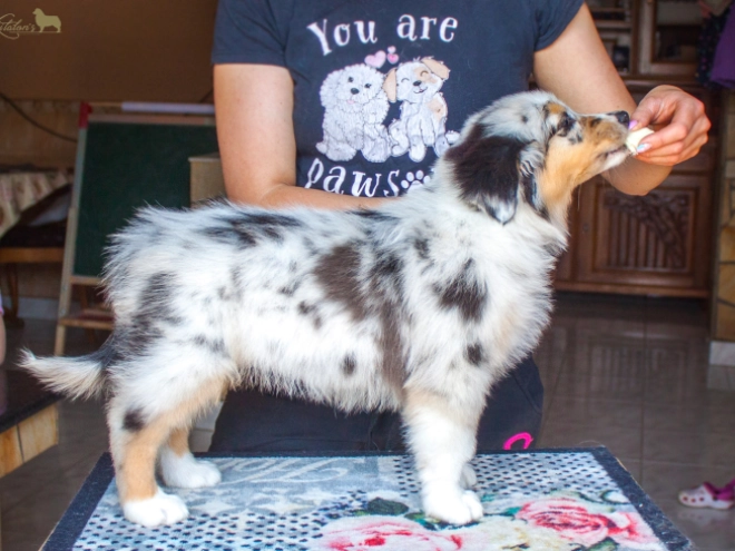 Australian Shepherd Welpe kaufen