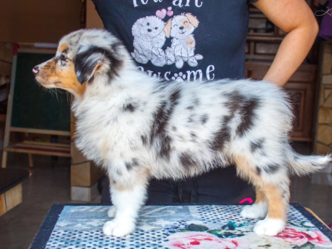Australian Shepherd Welpe kaufen