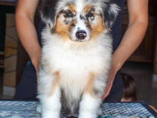 Australian Shepherd Welpe kaufen