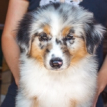 Cinder, blue merle Pastor Australiano en venta