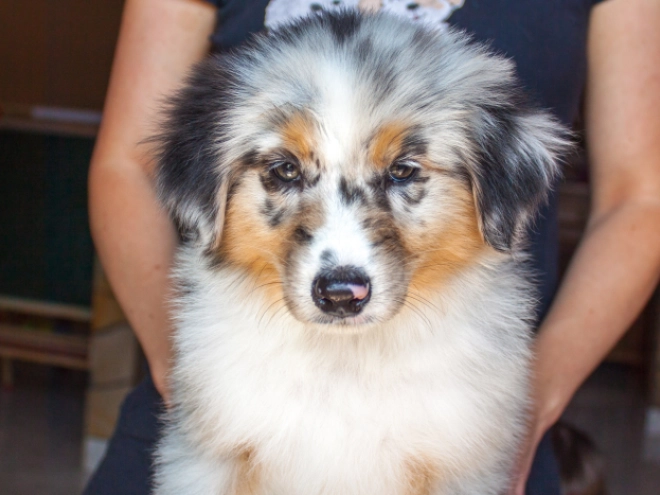 Australian Shepherd Welpe kaufen
