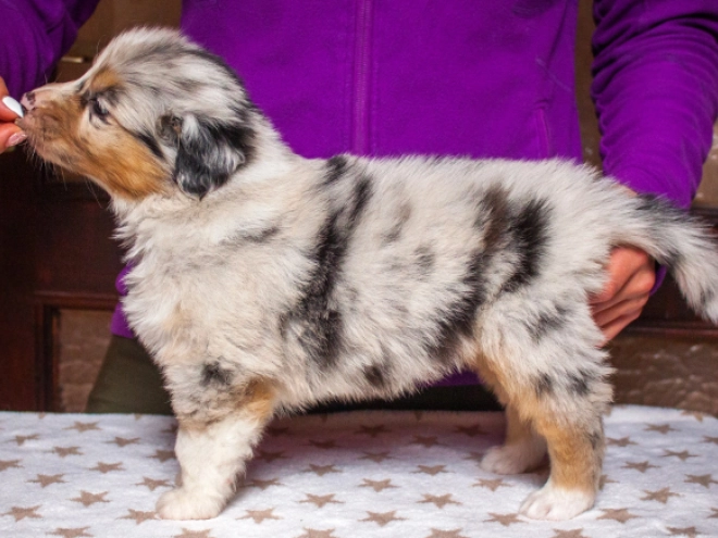 Australian Shepherd Welpe kaufen