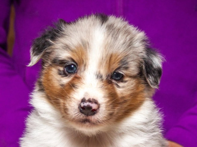 Australian Shepherd Welpe kaufen