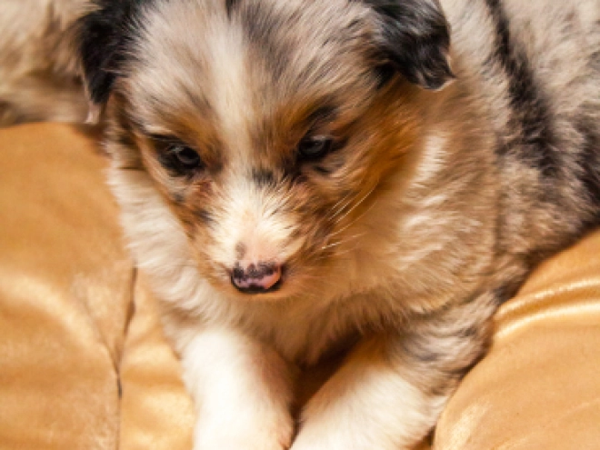 Australian Shepherd Welpe kaufen