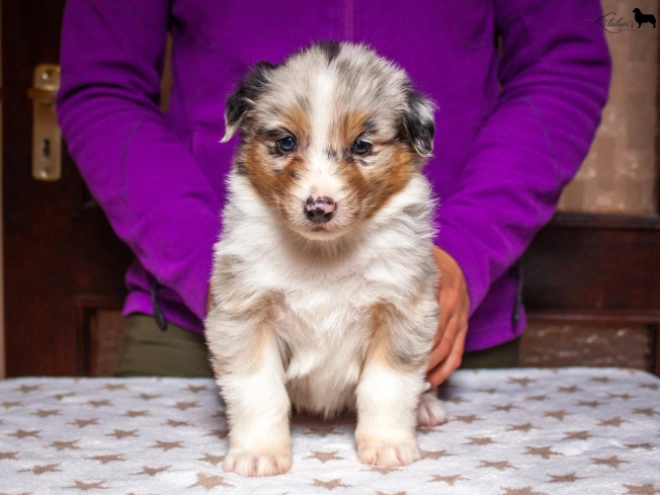 Australian Shepherd Welpe kaufen