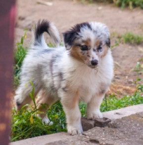 Perros Pastor Australiano en venta