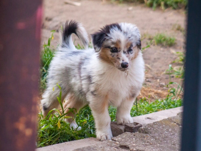 Australian Shepherd Welpe kaufen