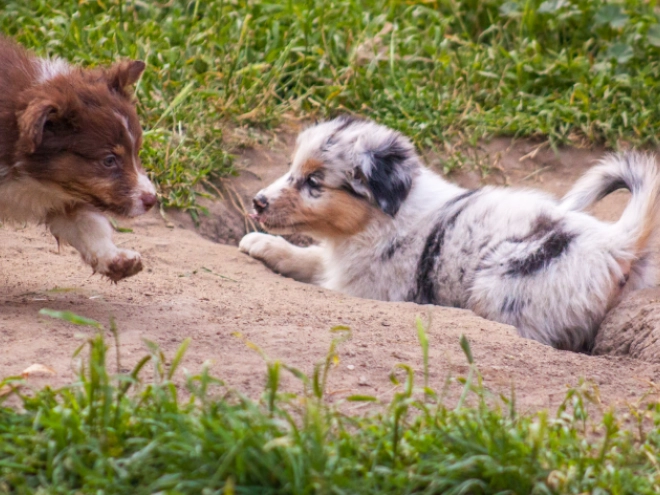 Australian Shepherd Welpe kaufen