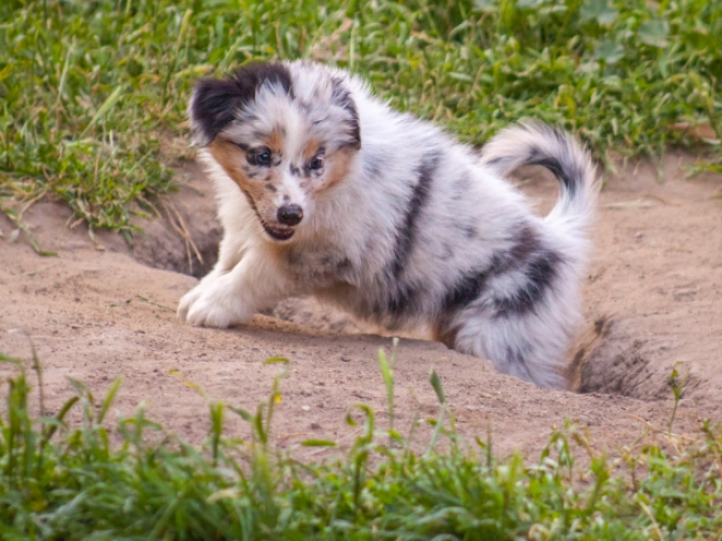 Australian Shepherd Welpe kaufen