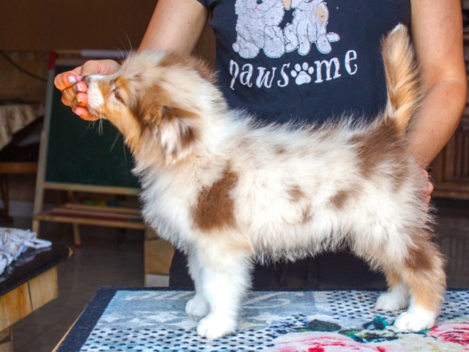Perros Pastor Australiano en venta