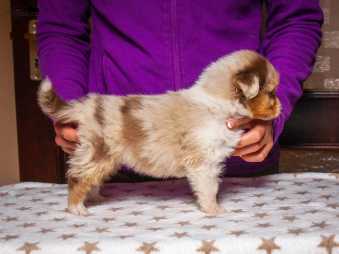 Perros Pastor Australiano en venta