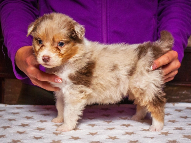 Perros Pastor Australiano en venta