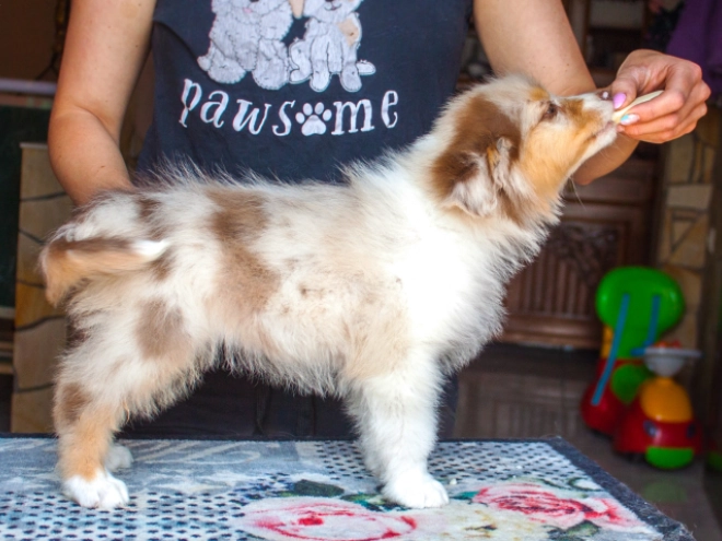 Perros Pastor Australiano en venta