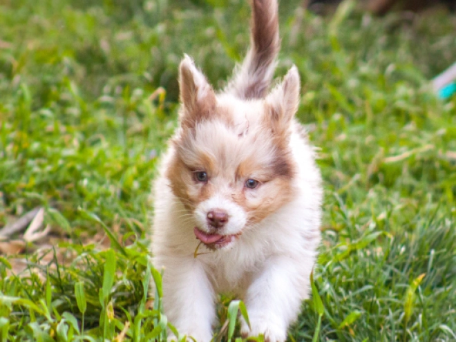Perros Pastor Australiano en venta