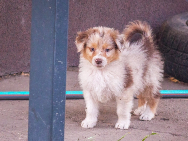 Perros Pastor Australiano en venta