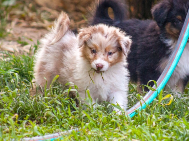 Perros Pastor Australiano en venta