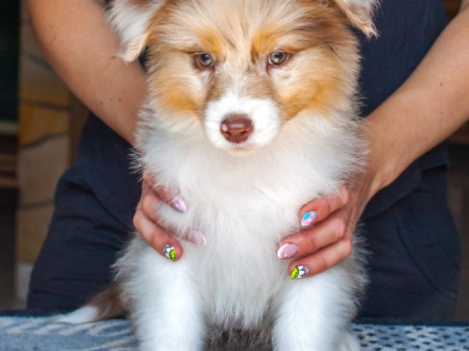 Perros Pastor Australiano en venta