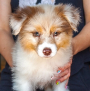 Australian Shepherd puppy for sale