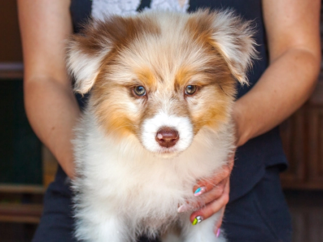 Perros Pastor Australiano en venta