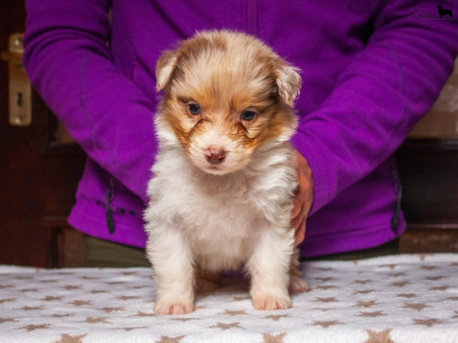 Perros Pastor Australiano en venta