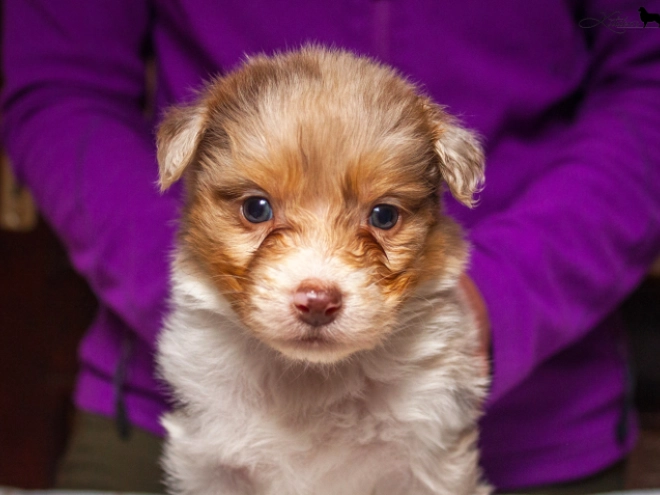Perros Pastor Australiano en venta