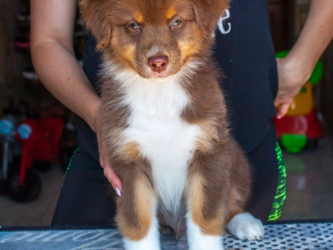 Australian Shepherd puppy for sale