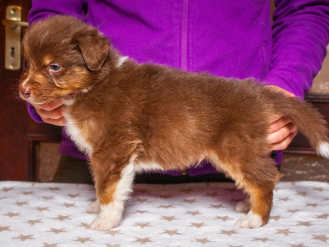 Australian Shepherd puppy for sale