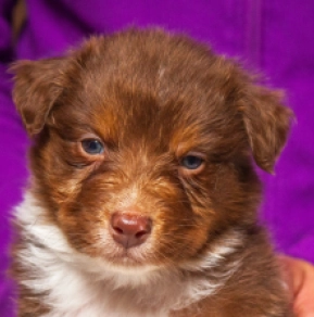 Perros Pastor Australiano en venta