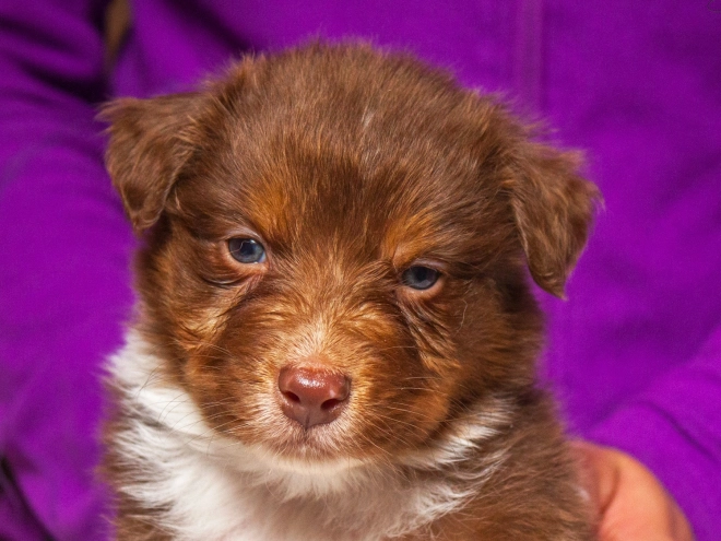 Australian Shepherd puppy for sale