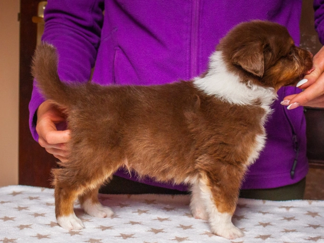 Australian Shepherd puppy for sale