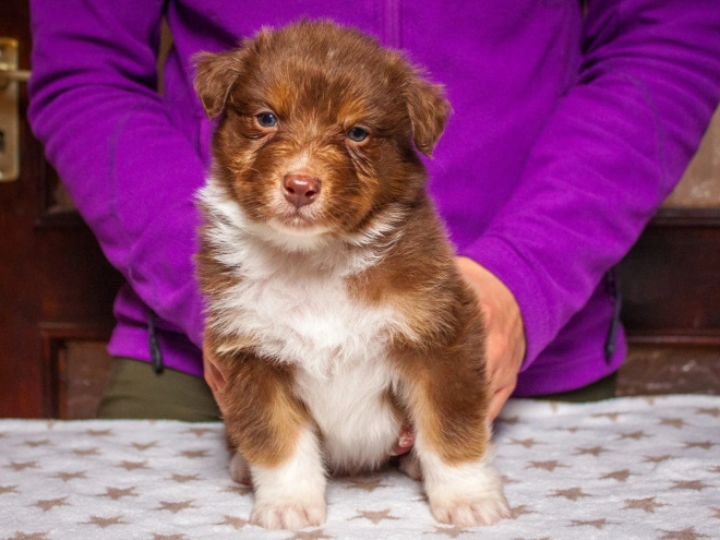 Australian Shepherd puppy for sale