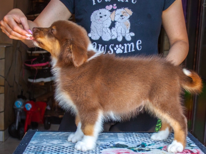 Australian Shepherd puppy for sale