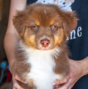 Australian Shepherd puppy for sale
