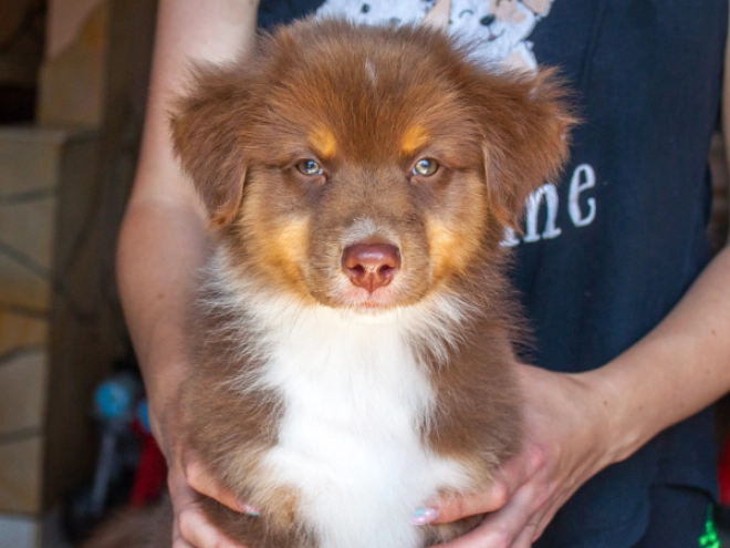 Australian Shepherd puppy for sale