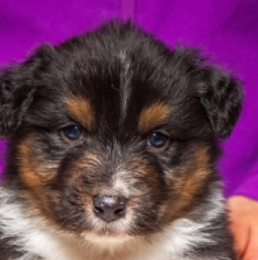 Perros Pastor Australiano en venta