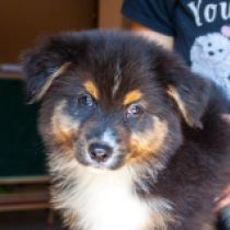 Endeavor, black tricolor Pastor Australiano en venta