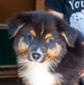 Australian Shepherd puppy for sale