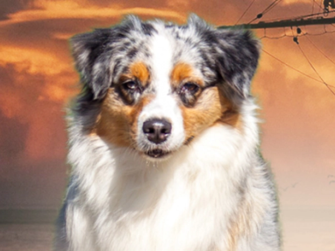 Australian Shepherd Welpe kaufen