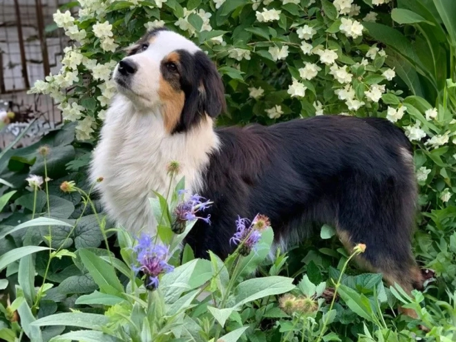 Perros Pastor Australiano en venta