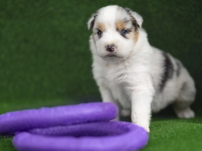 Perros Pastor Australiano en venta