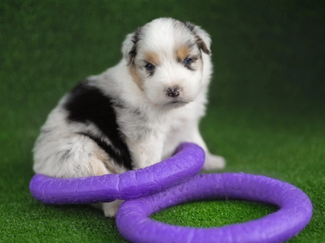 Perros Pastor Australiano en venta