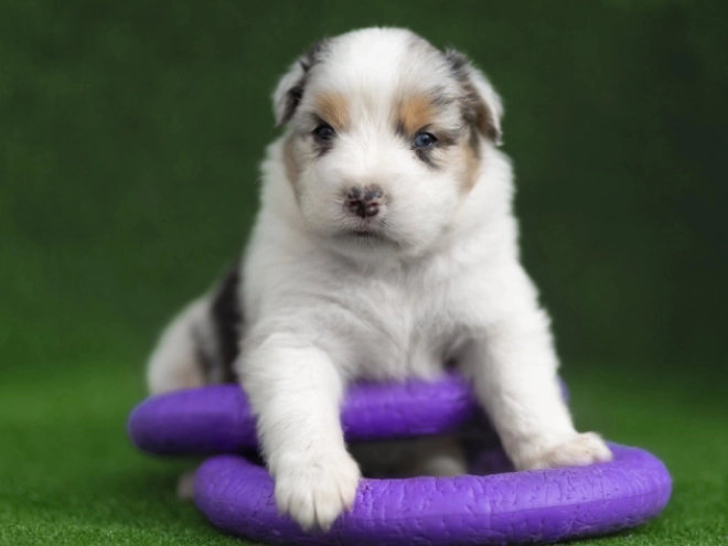 Perros Pastor Australiano en venta