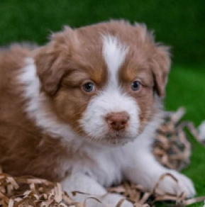 Australian Shepherd Welpe zu verkaufen