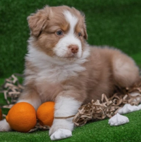 Australian Shepherd puppy for sale